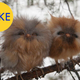 Illustration for article titled 9 More Viral Photos That Are Totally Fake